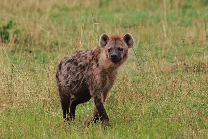 10 Day Serengeti, Ngorongoro Crater and Zanzibar Private Tour - Days 1 and 2: reaching the Serengeti and finding Seronera