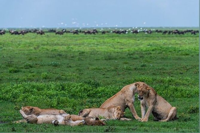 10 Day Serengeti, Ngorongoro Crater and Zanzibar Private Tour - Day 3: Ngorongoro Crater’s concentrated wildlife