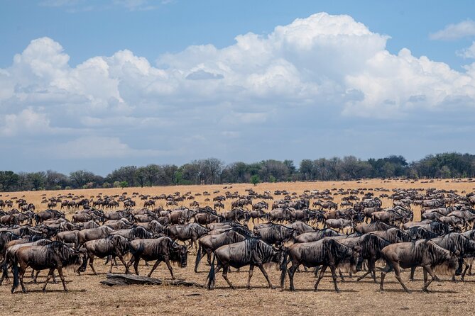 10-Day Serengeti Wildebeest Migration Safari from Arusha - What this 10-day safari is really offering