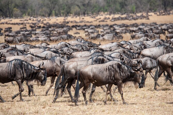 10-Day Serengeti Wildebeest Migration Safari from Arusha - Days 5 to 7: Central Serengeti and Seronera