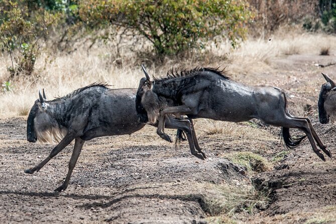 10-Day Serengeti Wildebeest Migration Safari from Arusha - Day 9: Tarangire’s elephants and quieter rhythm