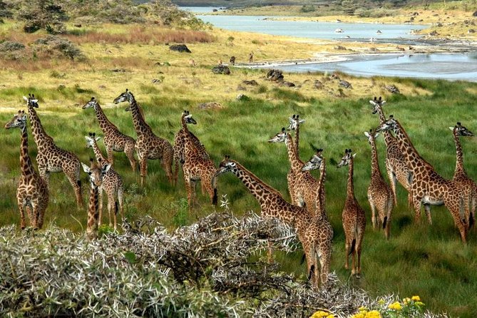 10 Days 8 Nights Tanzania Unforgettable Comfort Camping Safari - Day 3: Lake Manyara’s forest and open shore