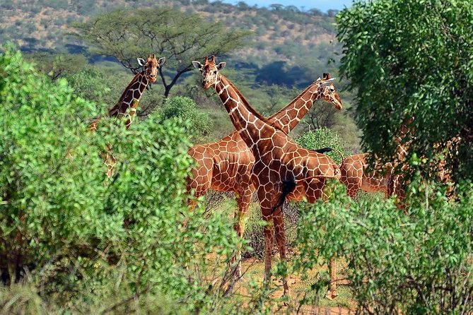 10 Days 8 Nights Tanzania Unforgettable Comfort Camping Safari - Days 4 through 7: Four different looks at the Serengeti