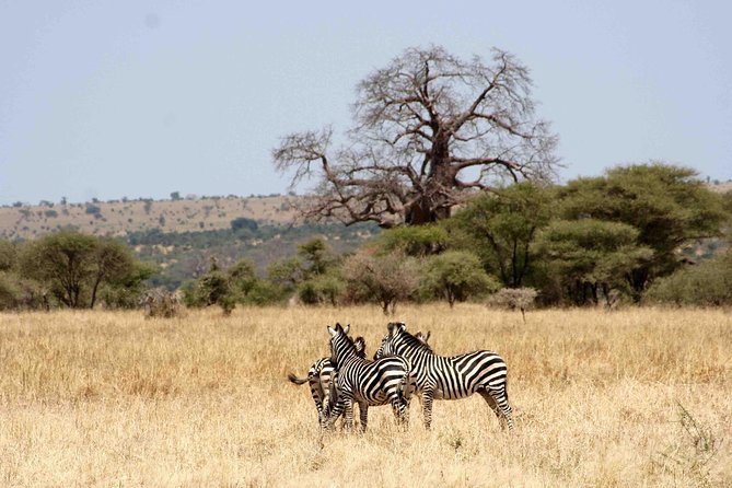 10 Days 8 Nights Tanzania Unforgettable Comfort Camping Safari - Day 10: Airport departure