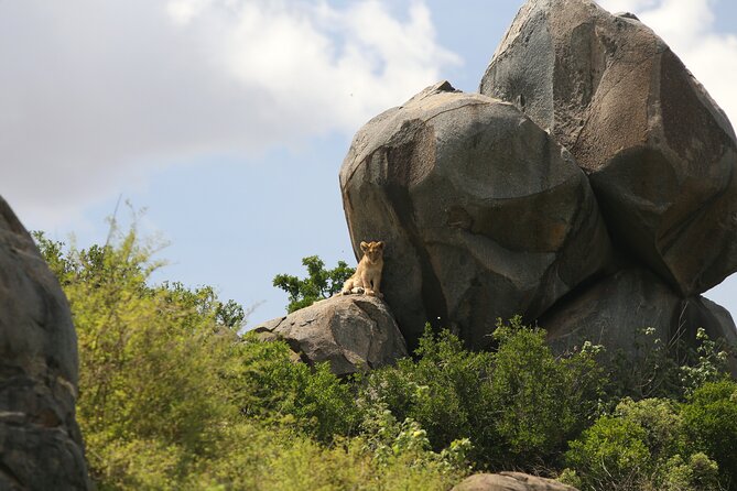 10 Days 9 Nights Exposure Africa Premium Safari Package - Three Serengeti Days Offer Choice and Patience