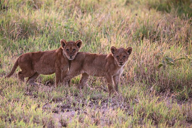 10 Days 9 Nights Exposure Africa Premium Safari Package - Ngorongoro Highlands Add a Change of Pace