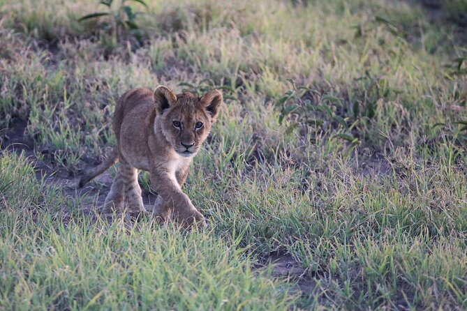 10 Days 9 Nights Exposure Africa Premium Safari Package - Arusha Coffee Lodge Gives You a Soft Landing