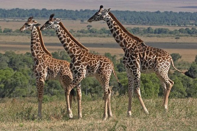 10 Days / 9 Nights Join group safari - Day 4: Lake Manyara and the Mto wa Mbu market