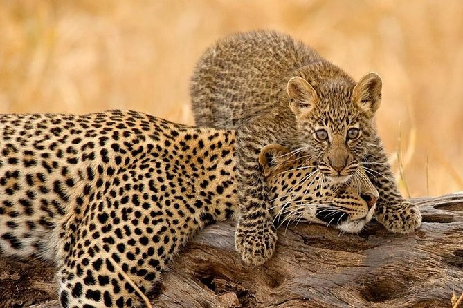 10 Days / 9 Nights Join group safari - Days 7 and 8: Central Serengeti and classic plains wildlife