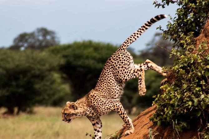 10 Days / 9 Nights Join group safari - Day 9: Ngorongoro Crater’s compact wildlife viewing