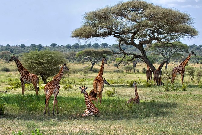 10 Days / 9 Nights Join group safari - Day 10: Return to Arusha and airport transfer