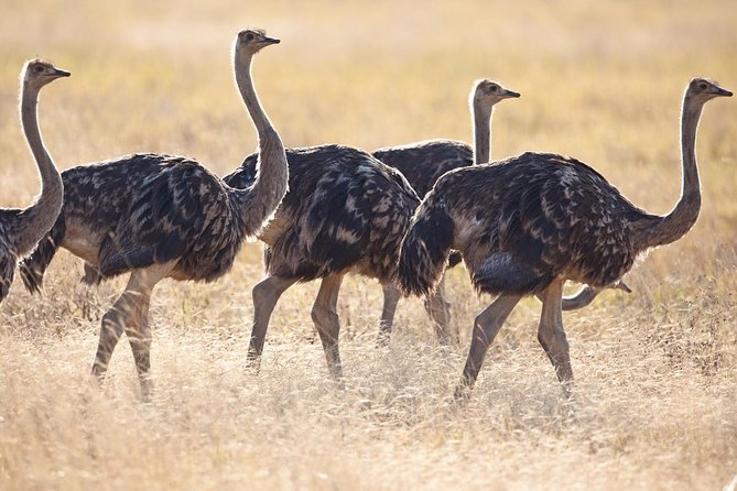 10 Days / 9 Nights Join group safari - Days 2 and 3: Tarangire’s elephants and baobabs