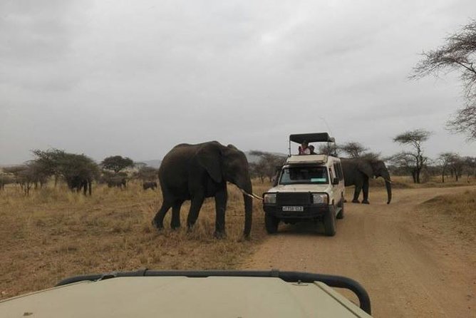 12 Days Amazing Tanzania Wildlife and Cultural Experience - Tarangire Gives You Three Chances at Wildlife