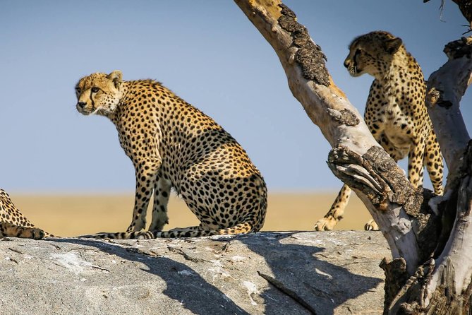 12 Days Amazing Tanzania Wildlife and Cultural Experience - Arusha National Park Offers a Softer First Game Drive