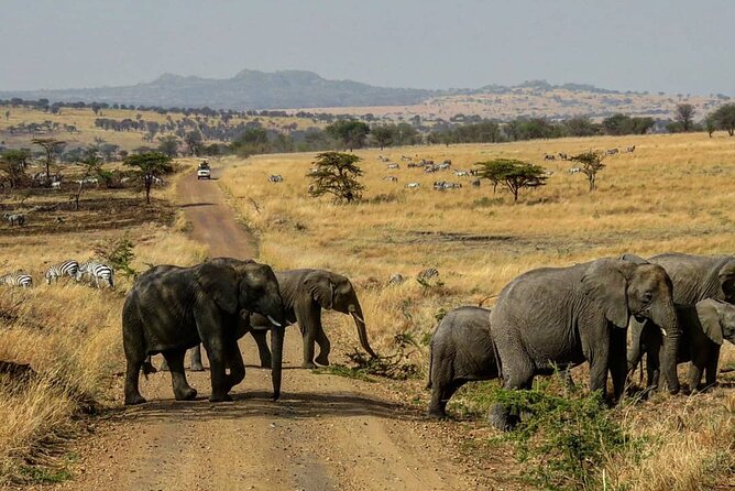 12 Days Safari Tour around Mt Kilimanjaro off the beaten - Day 7: Forest, baboons, and birdlife at Lake Manyara