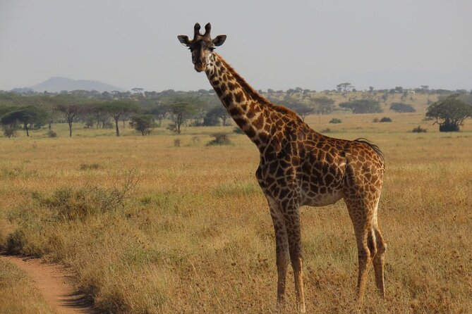 12 Days Safari Tour around Mt Kilimanjaro off the beaten - Day 8: Walking from Engare Sero Gorge to Lake Natron