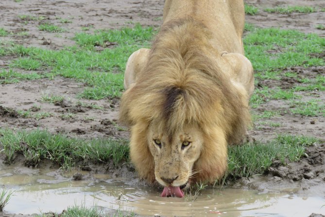 12 Days Wildlife Safaris And Culture Tour - Key points to know before booking