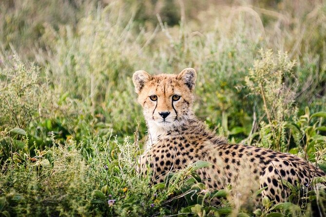 12 Days Wildlife Safaris And Culture Tour - Ngorongoro Crater delivers concentrated wildlife