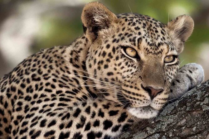 12 Days Wildlife Safaris And Culture Tour - Lake Eyasi adds a human side to the safari