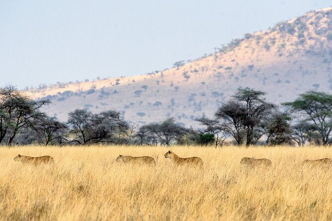 12 Days Wildlife Safaris And Culture Tour - Mto wa Mbu turns culture into a walking day