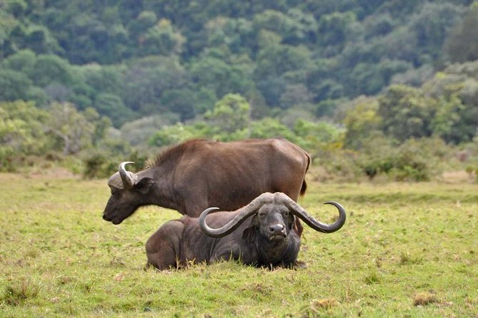 13 Days Adventure in Tanzania - Trekking and Wildlife Safari - Why combine Kilimanjaro with a northern Tanzania safari?