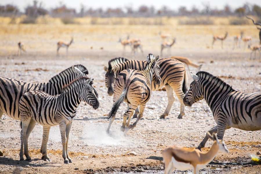 2-day adventures to Mikumi by luxury train from Dar-es-Salam - Key details before you book