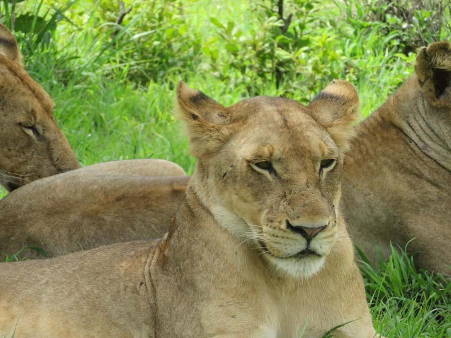 2-day adventures to Mikumi by luxury train from Dar-es-Salam - Why Mikumi works for a short safari