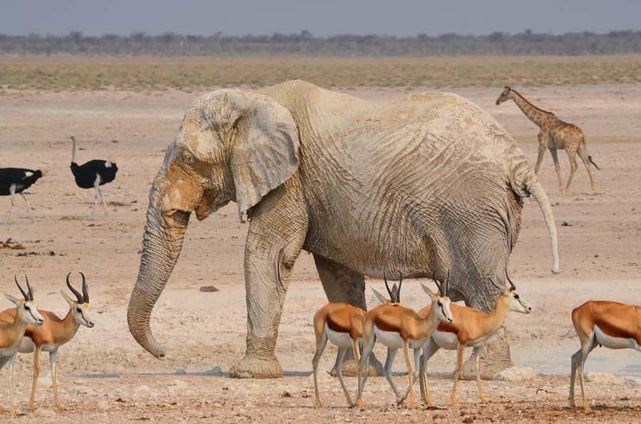 2-day adventures to Mikumi by luxury train from Dar-es-Salam - A full Mikumi game drive from 9:00 a.m. to 5:00 p.m.