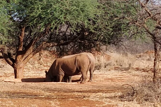 2-Day Private Guided Tour to Tarangire and Ngorongoro - The private vehicle and guide make a difference