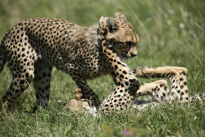 2-Day Private Guided Tour to Tarangire and Ngorongoro - Who should book this safari
