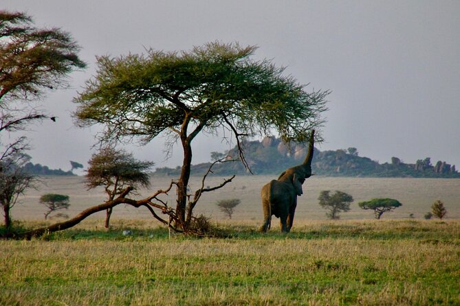 2-Day Private Guided Tour to Tarangire and Ngorongoro - Practical details that matter