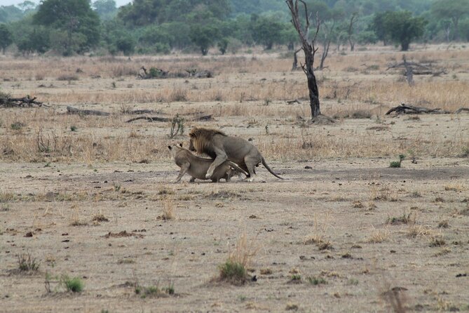 2-Day Private Mikumi National Park Tour with Pickup - What makes this Mikumi safari worth considering