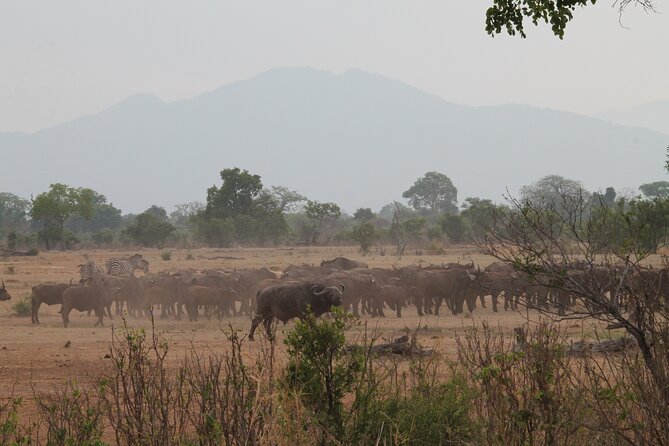 2-Day Private Mikumi National Park Tour with Pickup - The long road from Dar es Salaam to Mikumi