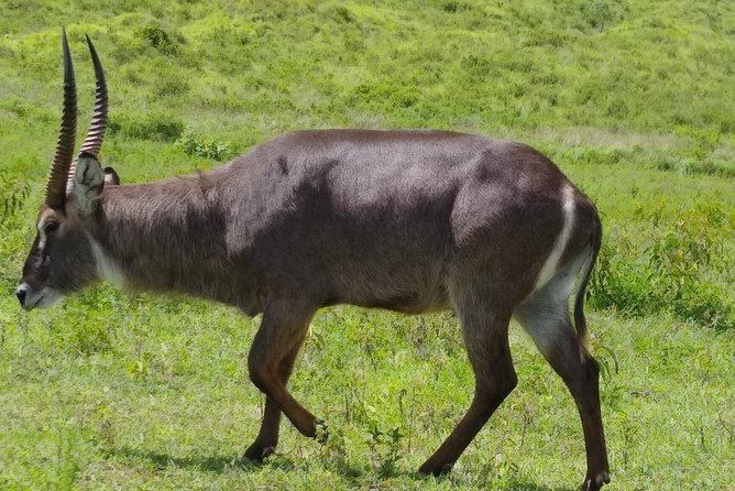 2 Day Safari Tarangire and Ngorongoro Crater - Tarangire’s elephants, baobabs, and predators