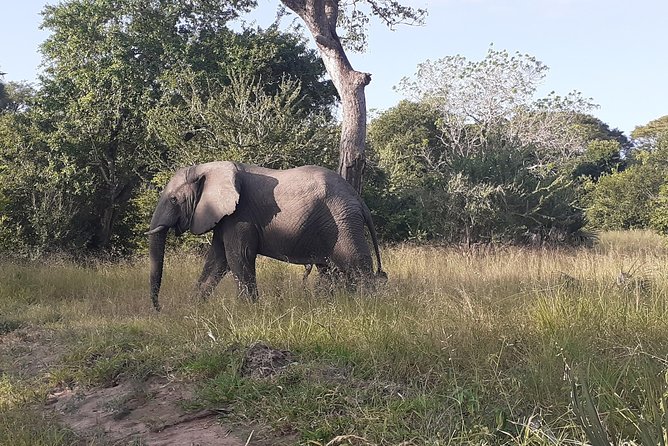 2 Day safari to Mikumi departure from Zanzibar - What makes Mikumi appealing for a short safari