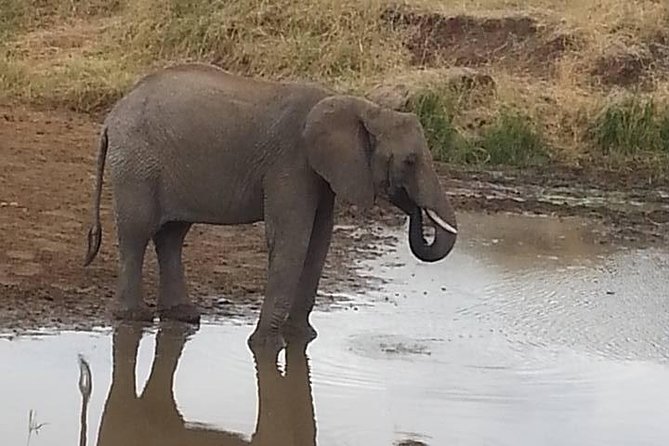 2 Day safari to Mikumi departure from Zanzibar - Private guiding, drivers, and personal service