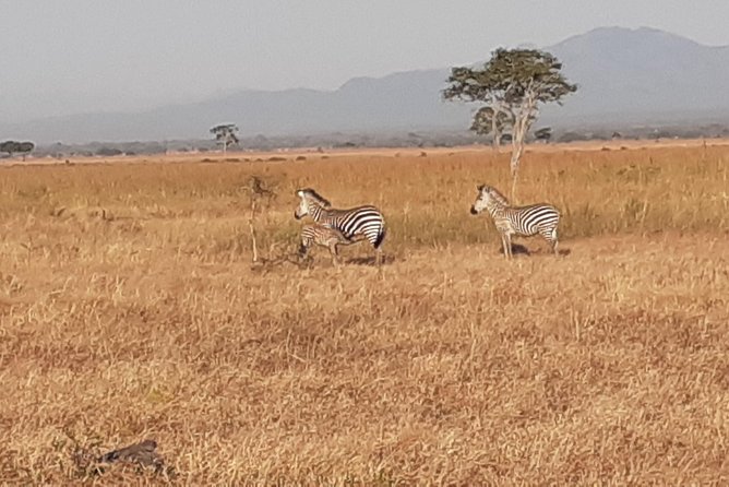 2 Day safari to Mikumi departure from Zanzibar - Is $690.90 per person fair value?