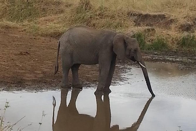 2 Day safari to Mikumi departure from Zanzibar - Who will enjoy this safari most?