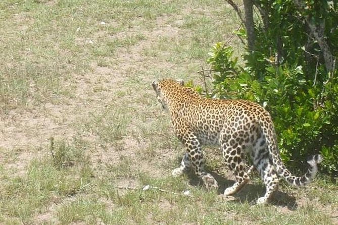 2 Day safari to Mikumi departure from Zanzibar - Booking tips that can prevent trouble