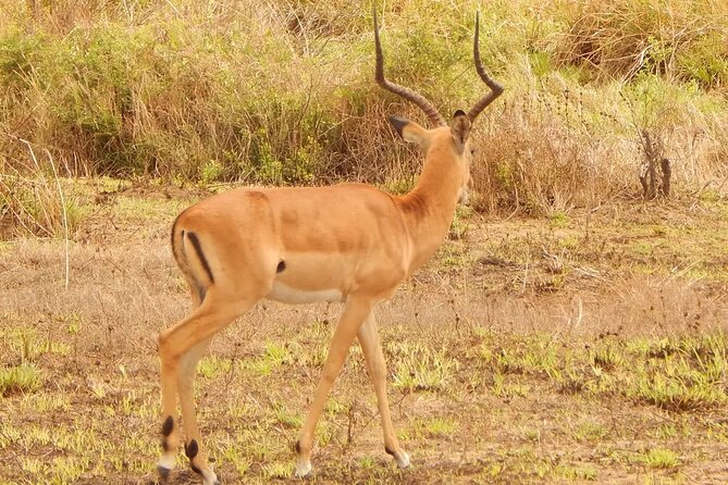 2 Day Safari To Mikumi National Park + transfers from Dar Es Salam - A full day of wildlife watching in Mikumi