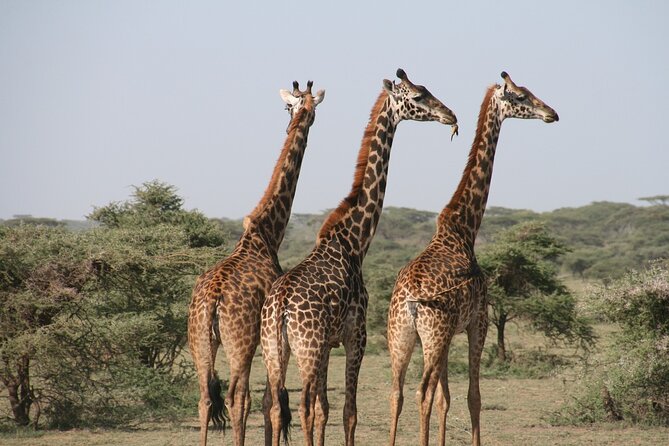 2-Day Safari Tour to Tarangire & Ngorongoro Crater (Mid-range) - Tarangire National Park and its elephant country