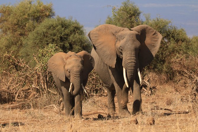 2-Day Safari Tour to Tarangire & Ngorongoro Crater (Mid-range) - Why the private format matters on a two-day trip