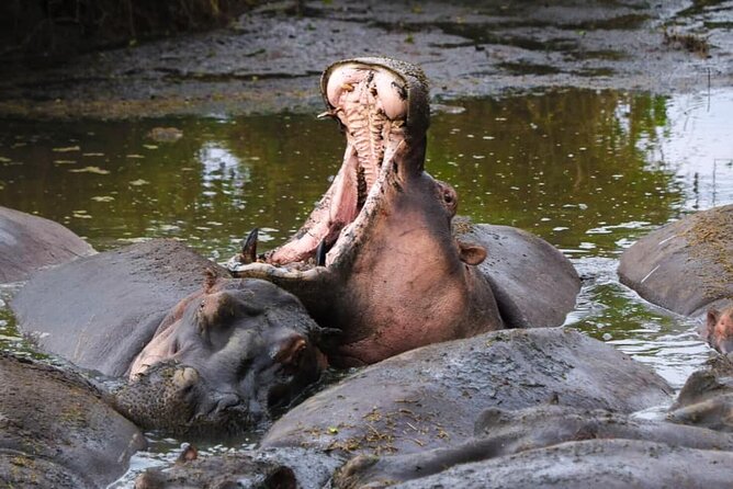2-Day Safari Tour to Tarangire & Ngorongoro Crater (Mid-range) - Is $610.26 per person a fair price?