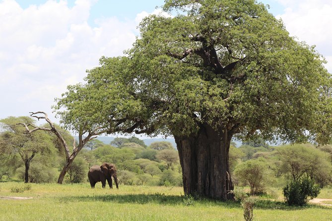 2-Day Safari Tour to Tarangire & Ngorongoro Crater (Mid-range) - Timing, comfort, and practical questions