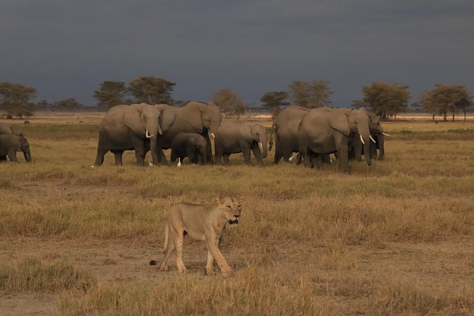 2-Day Safari Tour to Tarangire & Ngorongoro Crater (Mid-range) - Who will enjoy this safari most?