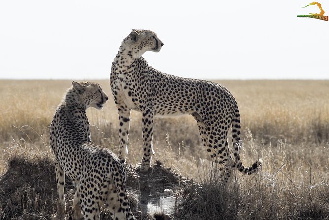 2 Day Serengeti Safari Experience from Mwanza - Leaving Mwanza at 7:00 am