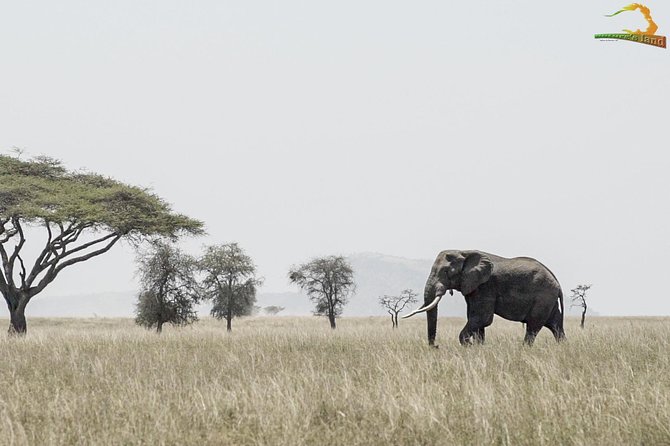 2 Day Serengeti Safari Experience from Mwanza - One night in camp or lodge