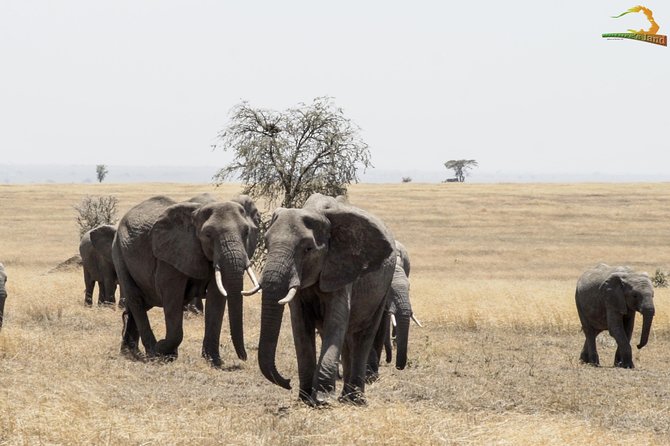 2 Day Serengeti Safari Experience from Mwanza - What the $1,364.11 price buys you