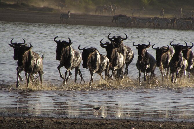 2-Day Sublime Safari to Tarangire and Ngorongoro Safari - The vehicle, guide, and service level