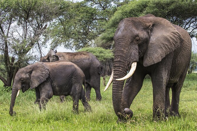 2-Day Sublime Safari to Tarangire and Ngorongoro Safari - What the $540 package includes